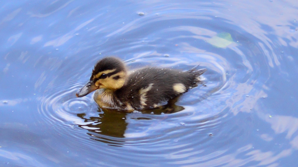 Sefton Park liverpool